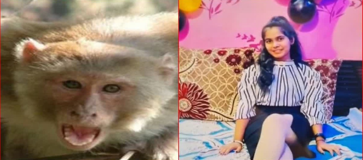 girl monkey news