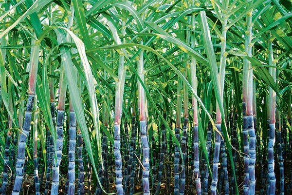 sugar cane