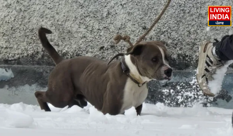 Chamba Missing Case: चंबा में चार दिनों से लापता युवकों के मिले शव, उनके पास चार दिनों तक डटा रहा पालतु कुत्ता, उसकी वज़ह से मिले शव