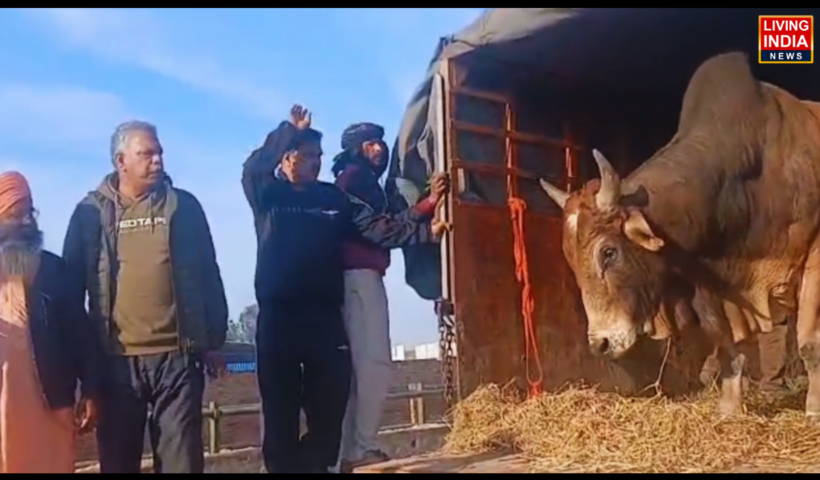 ਫਰੀਦਕੋਟ ਜ਼ਿਲ੍ਹੇ ਦੇ ਕੋਟਕਪੂਰਾ ਅਧੀਨ ਆਉਂਦੇ ਥਾਣਾ ਸਦਰ ਦੀ ਪੁਲਿਸ ਨੇ ਗਊ ਰੱਖਿਆ ਦਲ ਦੀ ਸ਼ਿਕਾਇਤ 'ਤੇ ਮੁਸਤੈਦੀ ਦਿਖਾਉਂਦਿਆਂ ਗਊ ਤਸਕਰੀ ਦੇ ਇੱਕ ਵੱਡੇ ਰੈਕੇਟ ਦਾ ਪਰਦਾਫਾਸ਼ ਕੀਤਾ ਹੈ।