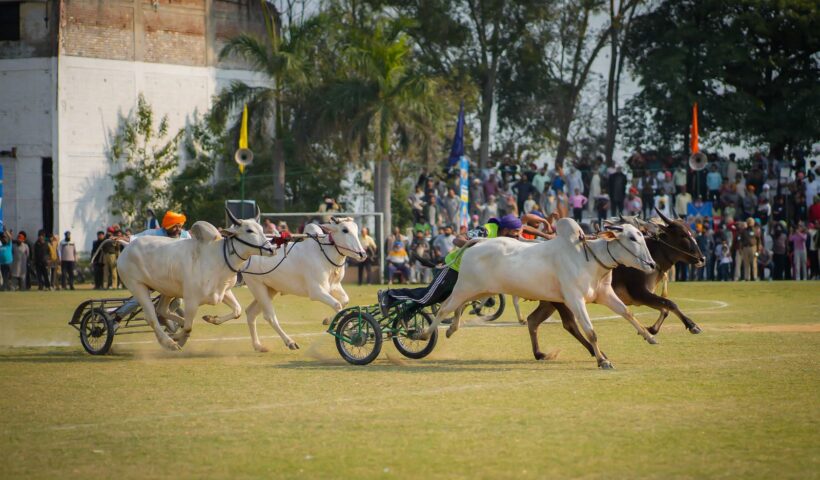 Bullock cart races were halted during tenure of previous govts in Rural Olympics; we amended law & resumed them: CM Bhagwant Singh Mann