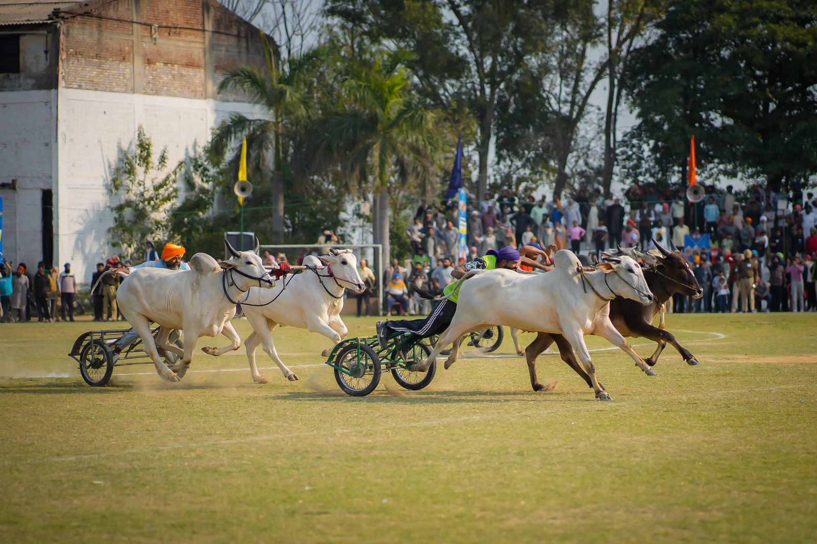 Bullock cart races were halted during tenure of previous govts in Rural Olympics; we amended law & resumed them: CM Bhagwant Singh Mann