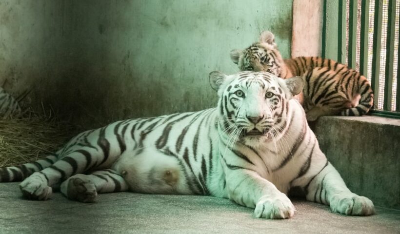 Forest Minister Lal Chand Kataruchak names three female tiger cubs in Chhatbir Zoo as Garima, Gunjan and Ghazal