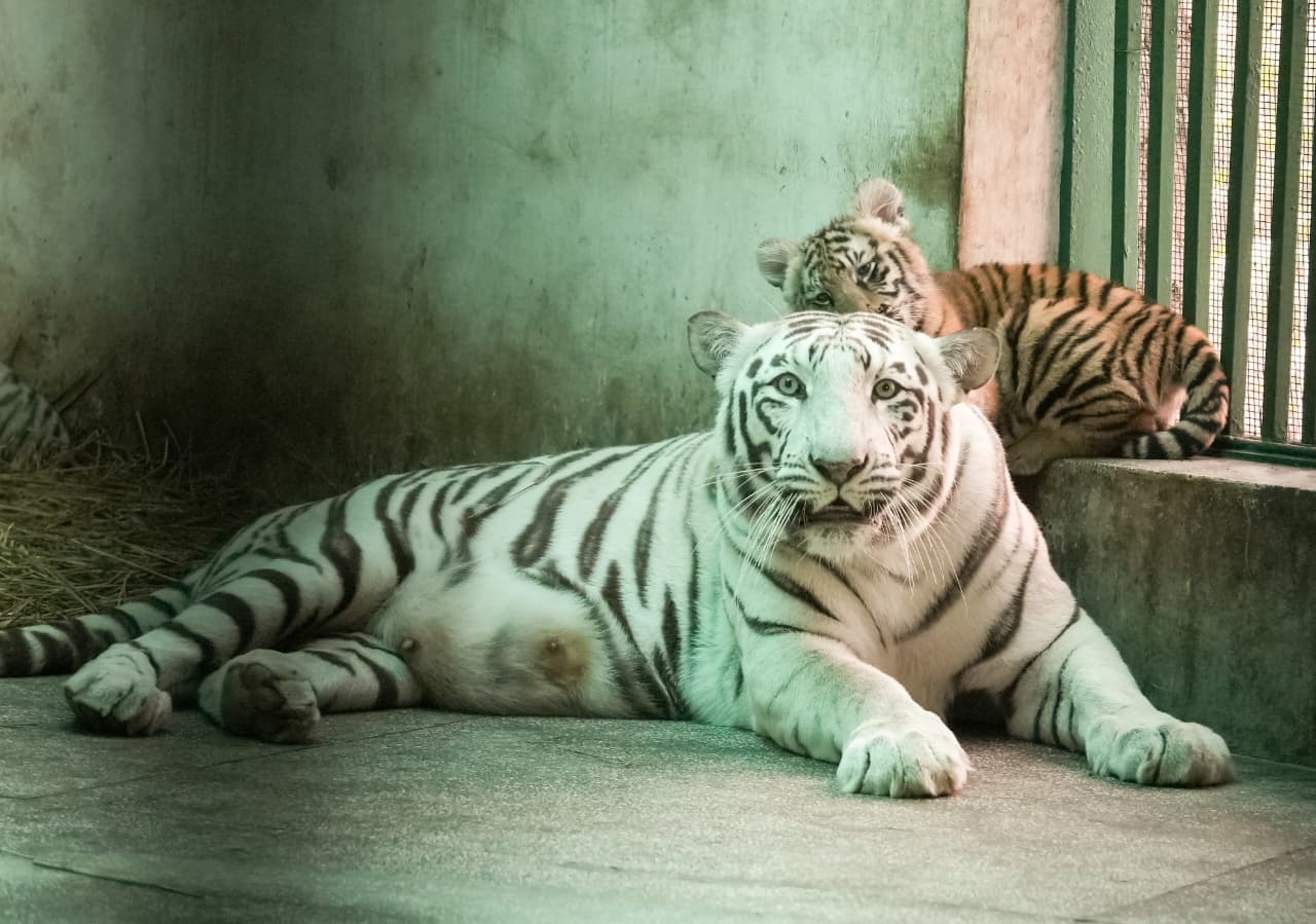 Forest Minister Lal Chand Kataruchak names three female tiger cubs in Chhatbir Zoo as Garima, Gunjan and Ghazal