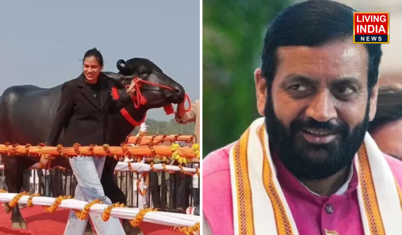 Haryana Kebde Mela: हरियाणा में केडीबी मेला मैदान 41वीं राज्यस्तरीय पशुधन प्रदर्शनी, विधायक ने सीएम सैनी के सामने किया रैंप वॉक