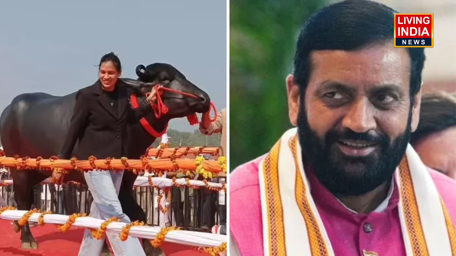 Haryana Kebde Mela: हरियाणा में केडीबी मेला मैदान 41वीं राज्यस्तरीय पशुधन प्रदर्शनी, विधायक ने सीएम सैनी के सामने किया रैंप वॉक