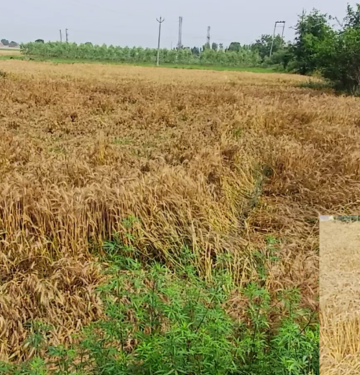 Ambala Rain: अंबाला में तेज आंधी और बारिश के चलते किसानों को परेशानी, गेहूं की फसल जमीन पर बिछी