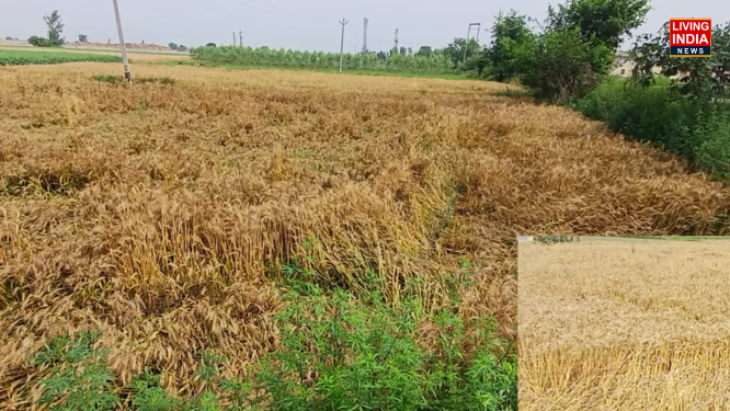 Ambala Rain: अंबाला में तेज आंधी और बारिश के चलते किसानों को परेशानी, गेहूं की फसल जमीन पर बिछी