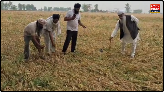 ਪੰਜਾਬ ਦੇ ਕਈ ਹਿੱਸਿਆਂ ਵਿੱਚ ਅਚਾਨਕ ਬਦਲੇ ਮੌਸਮ ਦੇ ਮਿਜਾਜ਼ ਨੇ ਅੰਨਦਾਤਾ ਦੀਆਂ ਚਿੰਤਾਵਾਂ ਵਿੱਚ ਭਾਰੀ ਵਾਧਾ ਕਰ ਦਿੱਤਾ ਹੈ। ਤੇਜ਼ ਹਵਾਵਾਂ, ਬਾਰਿਸ਼ ਅਤੇ ਕਈ ਇਲਾਕਿਆਂ