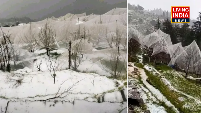 Himachal Hailstorm-Rain: हिमाचल में मौसम के तेबर खराब: ओलावृष्टि और बारिश से सेब की फसल को नुकसान, जानिए कैसा रहेगा मौसम?