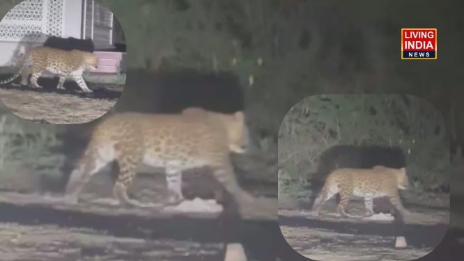 Faridabad Leopard In Village: फरीदाबाद के गांव अनंगपुर में तेंदुआ दिखाई देने से हंड़कंप