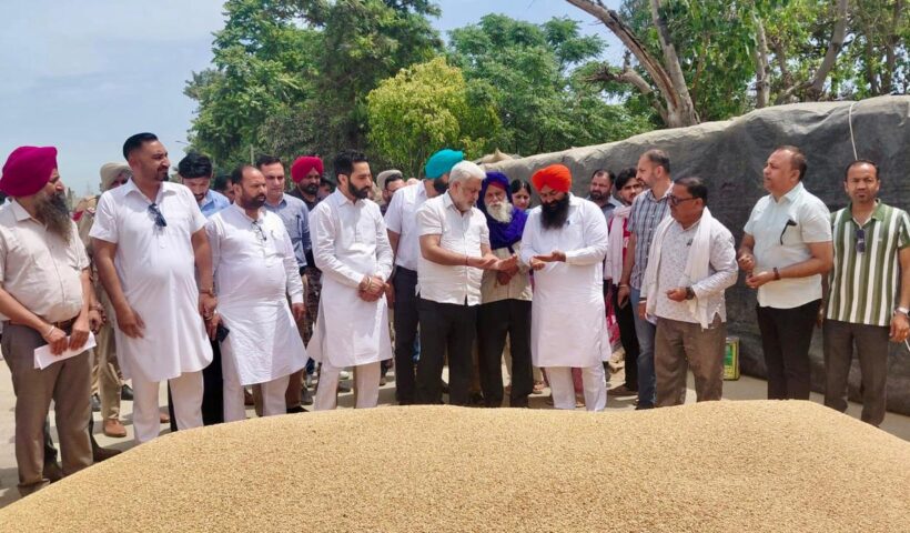 पंजाब की मंडियों में 28 लाख मीट्रिक टन गेहूं की आमद, 24 लाख मीट्रिक टन से अधिक की खरीद : लाल चंद कटारूचक्क