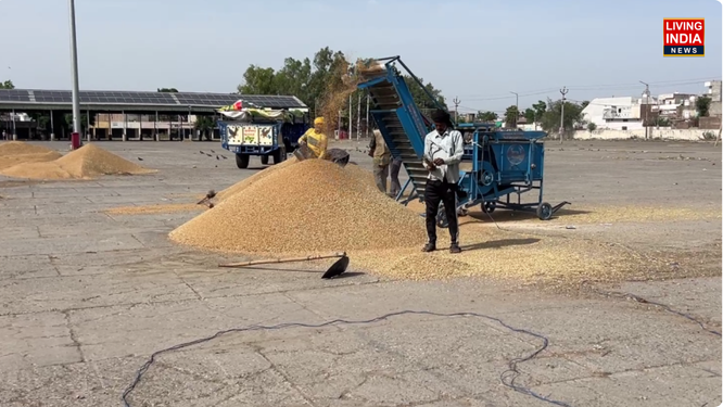 ਸਰਹੱਦੀ ਜ਼ਿਲ੍ਹੇ ਫਿਰੋਜ਼ਪੁਰ ਵਿੱਚ ਕਣਕ ਦੀ ਵਾਢੀ ਦਾ ਸੀਜ਼ਨ ਪੂਰੀ ਤਰ੍ਹਾਂ ਭਖ ਗਿਆ ਹੈ। ਕਿਸਾਨਾਂ ਨੇ ਆਪਣੀ ਪੁੱਤਾਂ ਵਾਂਗ ਪਾਲੀ ਫਸਲ ਦੀ ਕਟਾਈ ਕਰਕੇ ਮੰਡੀਆਂ