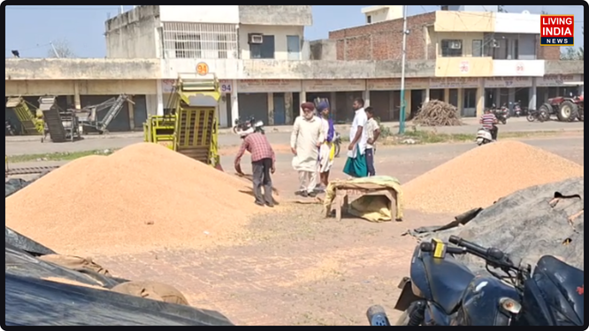 ਜ਼ਿਲ੍ਹਾ ਗੁਰਦਾਸਪੁਰ ਦੇ ਬਲਾਕ ਫਤਿਹਗੜ੍ਹ ਚੂੜੀਆਂ ਦੀ ਦਾਣਾ ਮੰਡੀ ਵਿੱਚ ਹੁਣ ਕਣਕ ਦੀ ਸਰਕਾਰੀ ਖਰੀਦ ਦਾ ਕੰਮ ਜ਼ੋਰਾਂ-ਸ਼ੋਰਾਂ ਨਾਲ ਸ਼ੁਰੂ ਹੋ ਗਿਆ ਹੈ।