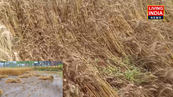 Yamunanagar Fain Damage: यमुनानगर में दो दिनों से लगातार हो रही बारिश से किसान परेशान, पकी फसल को नुकसान